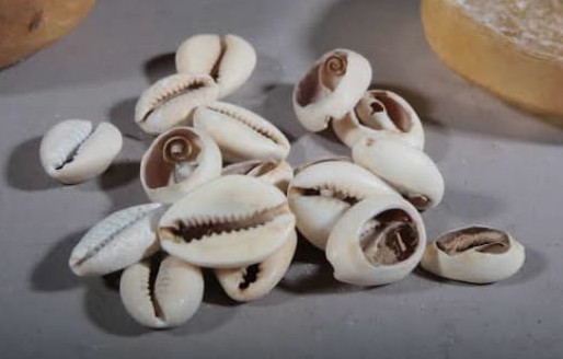 Cauris, coquillages divinatoires traditionnels africains utilisés par Maître Muzab